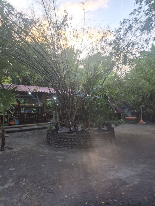 Paved garden path lined with tall palm trees at golden hour